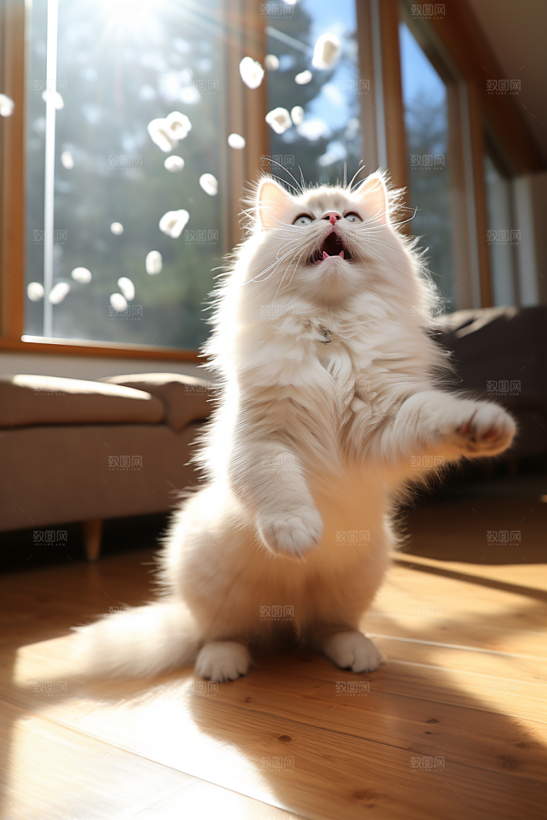 布偶猫养宠生活摄影图