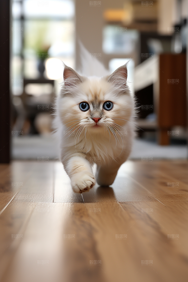 布偶猫清新仙女猫摄影图