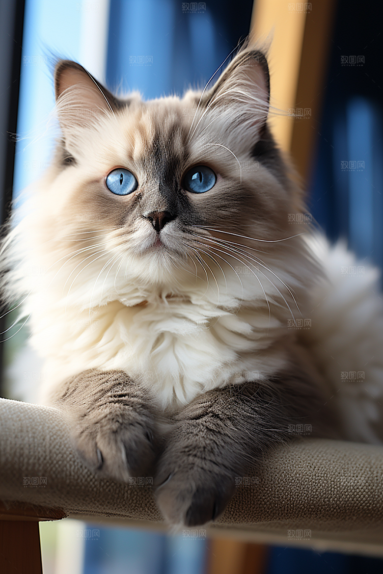 布偶猫宠物仙女猫摄影图