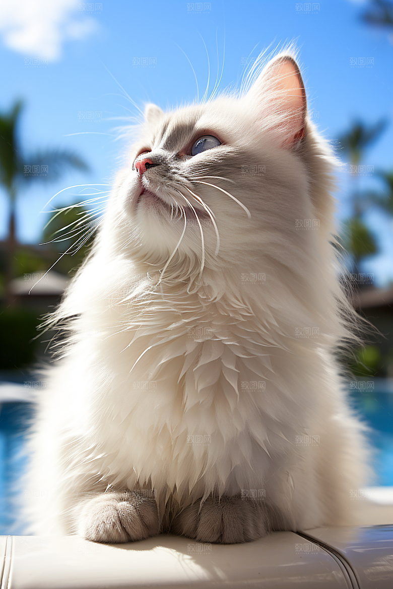 布偶猫可爱长毛猫摄影图