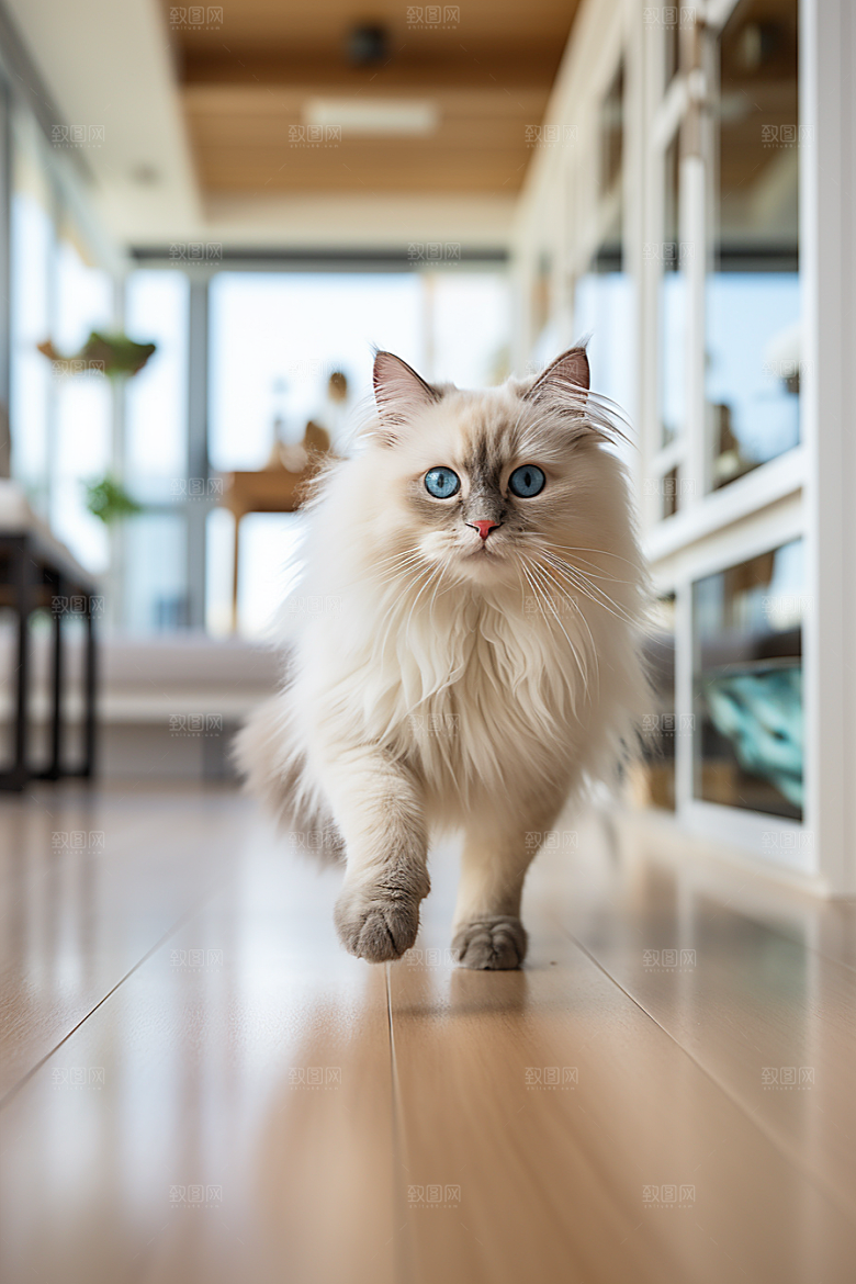布偶猫宠物高清摄影图