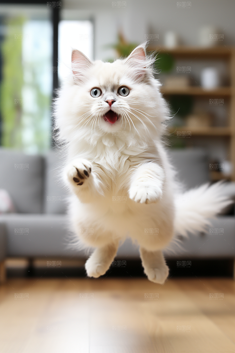 布偶猫家居长毛猫摄影图