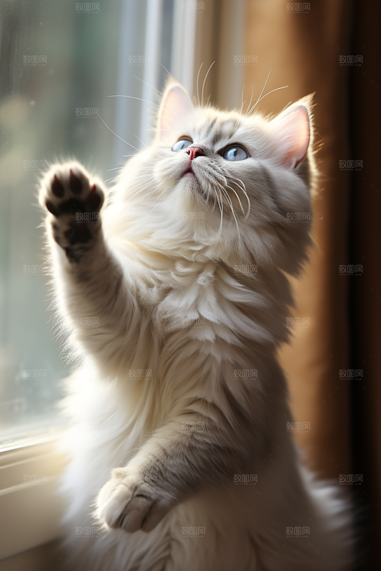布偶猫可爱宠物摄影图
