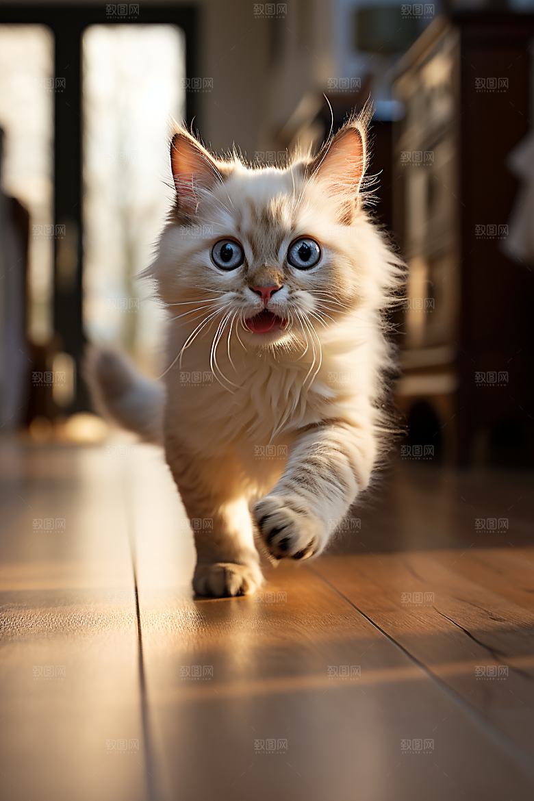 布偶猫家居可爱摄影图