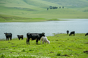 草原牧场绿色内蒙古摄影图