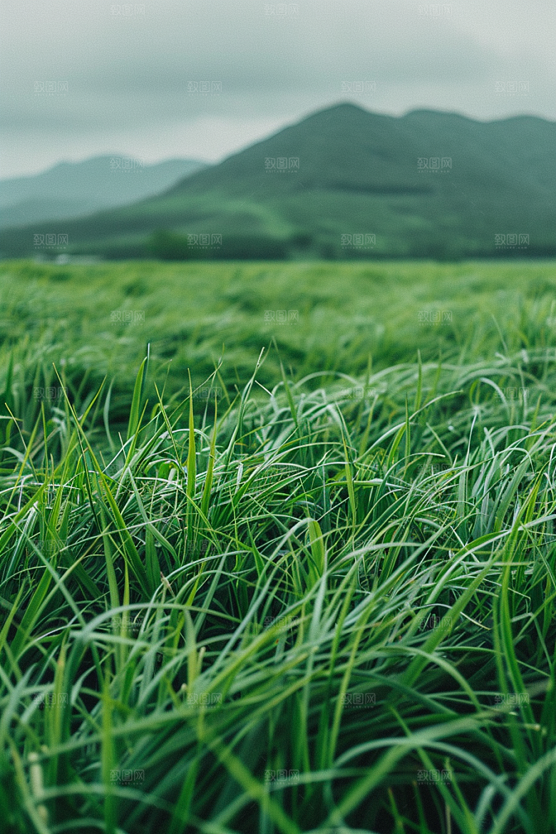 草地草场风光摄影图
