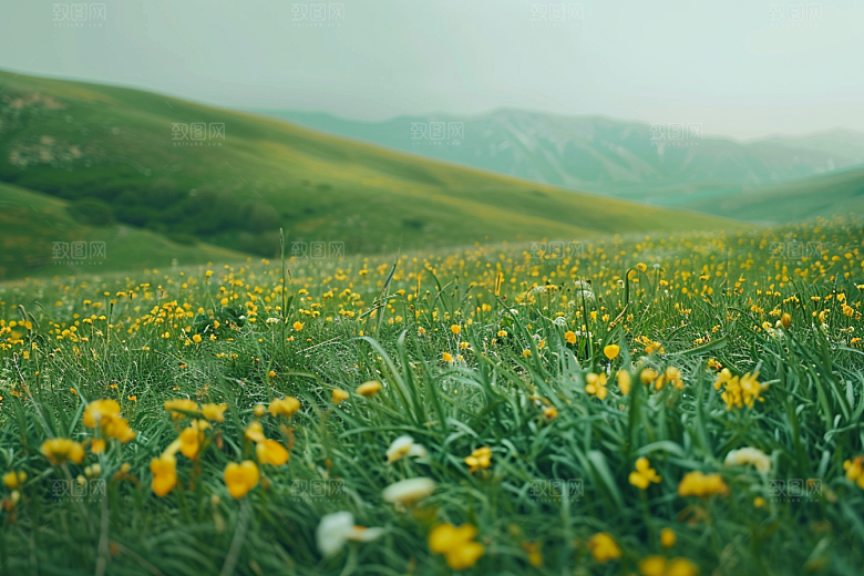 草地绿色风光摄影图