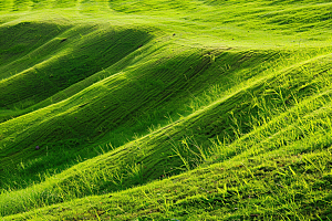 草地夏天自然摄影图