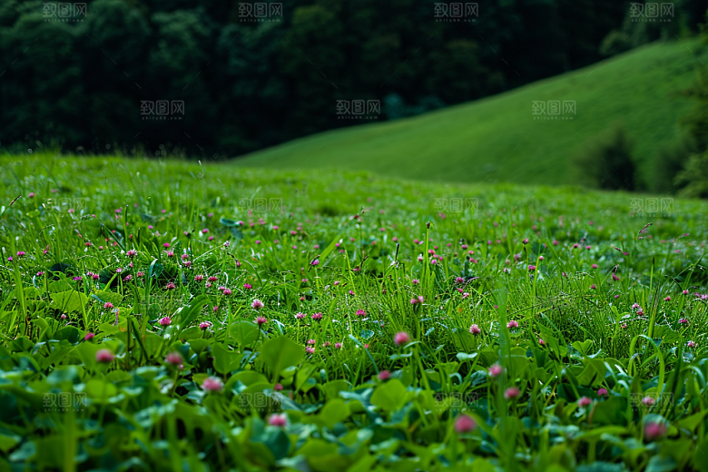 草地夏天高清摄影图