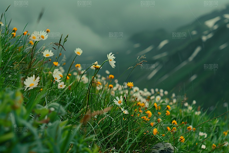 草地风景高清摄影图