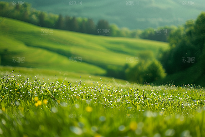 草地绿色草场摄影图