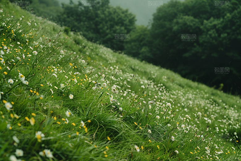 草地风景自然摄影图