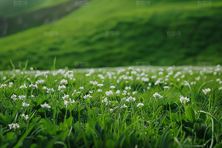 草地七月草场摄影图