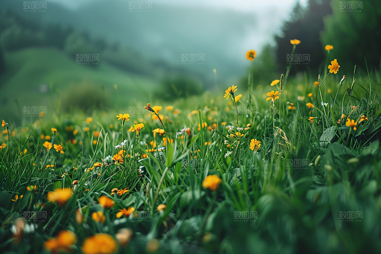 草地草原夏天摄影图