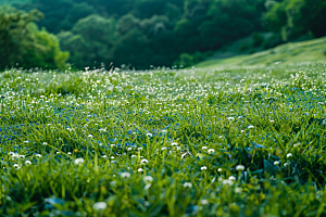 草地绿色草场摄影图