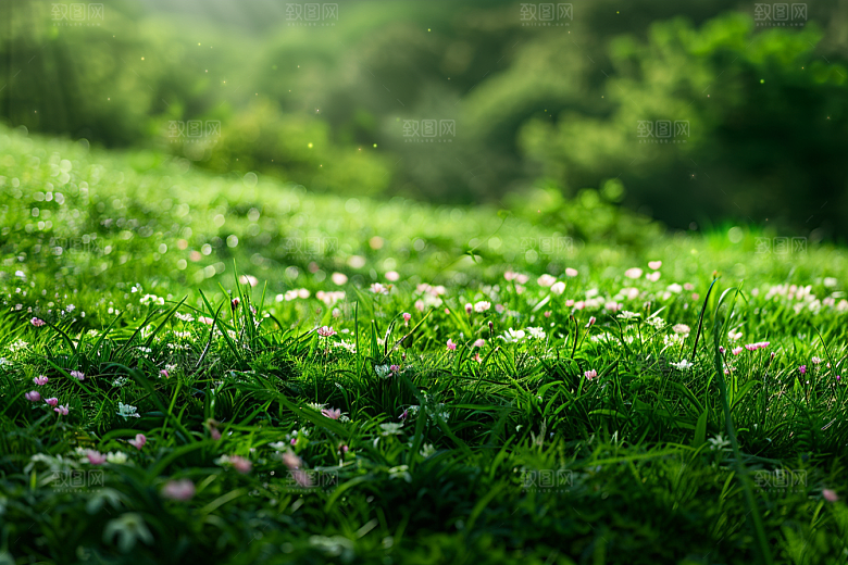 草地绿色草场摄影图