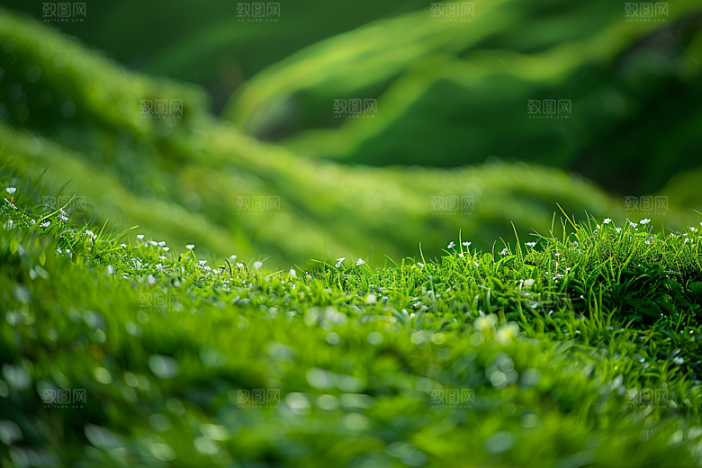 草地草场七月摄影图