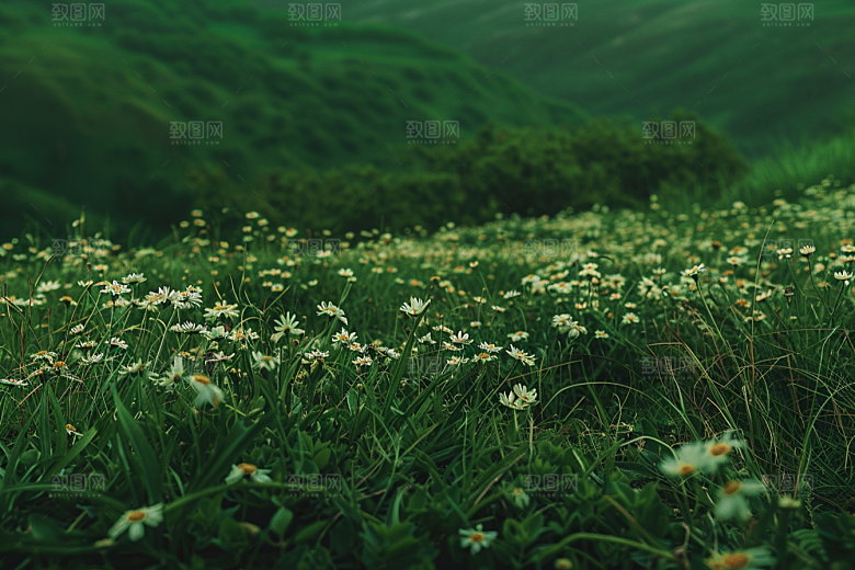 草地七月夏天摄影图
