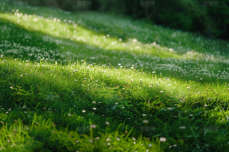 草地清新风景摄影图