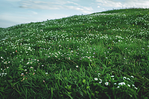 草地夏天绿色摄影图