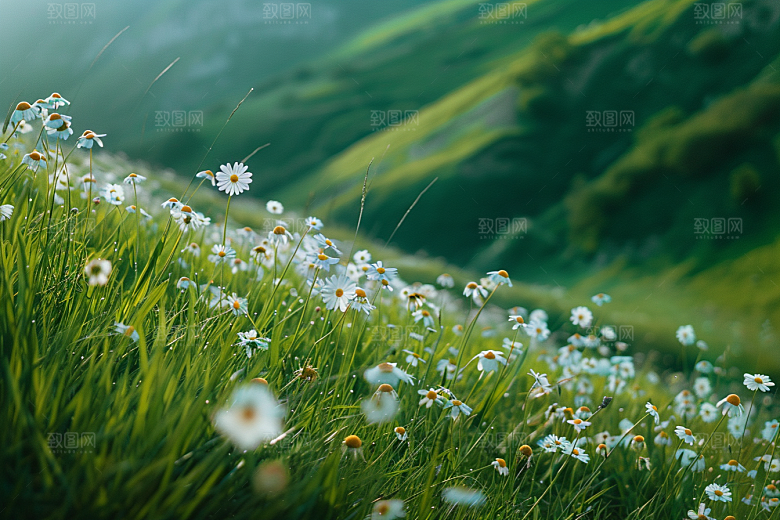 草地自然草场摄影图