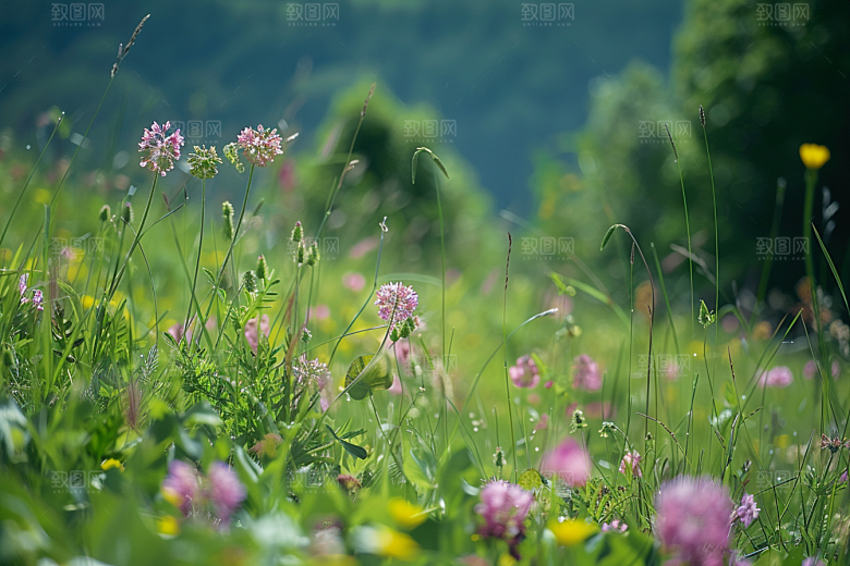 草地山野原野摄影图