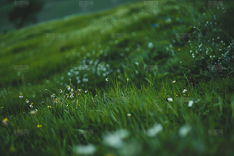 草地风景夏天摄影图