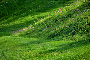 草地绿色夏天摄影图