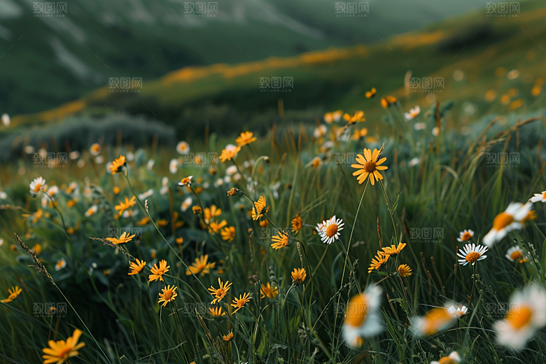 草地风景夏天摄影图