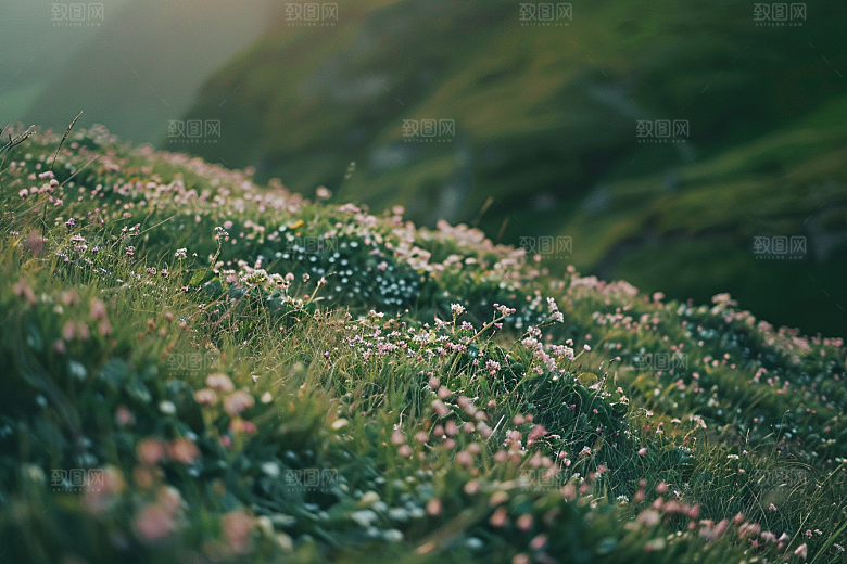 草地原野自然摄影图