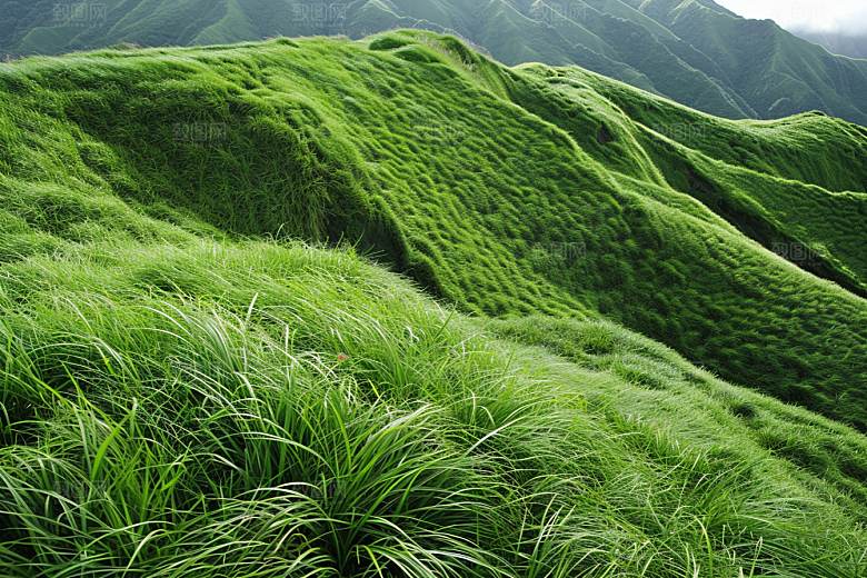 草地绿色草场摄影图