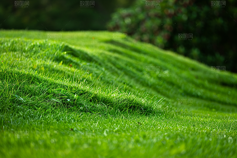 草地夏天七月摄影图