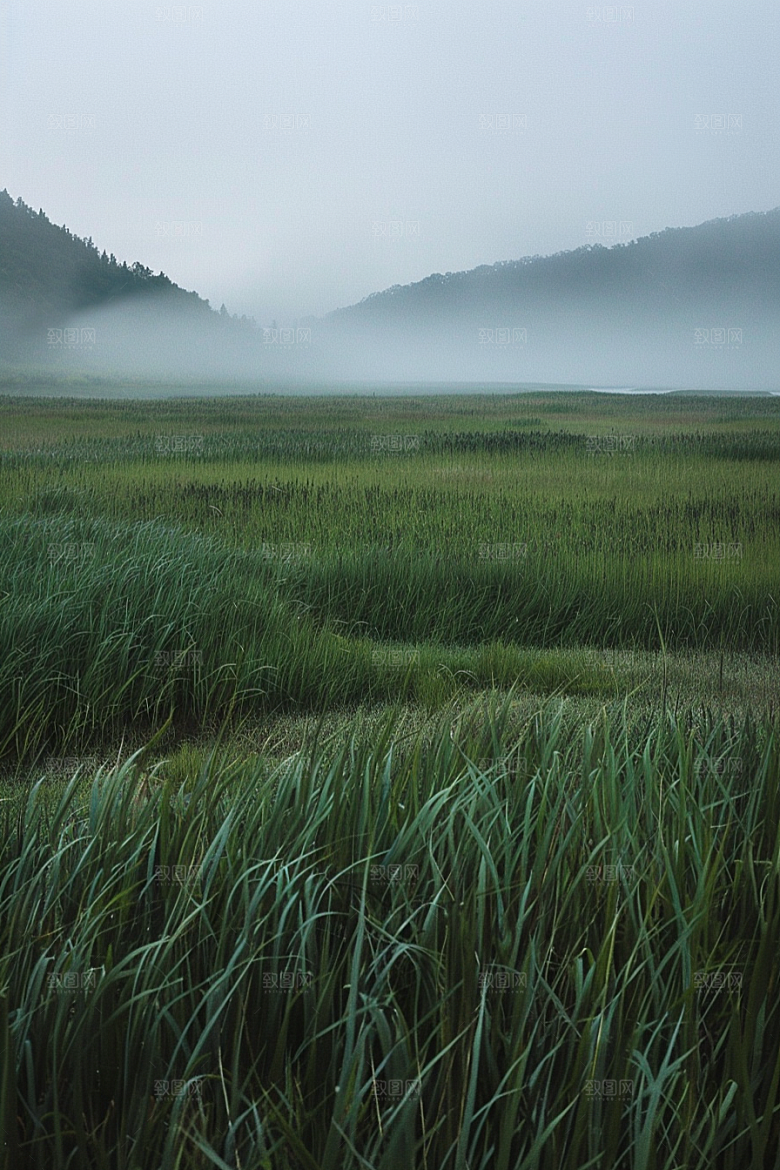 草地夏天风景摄影图