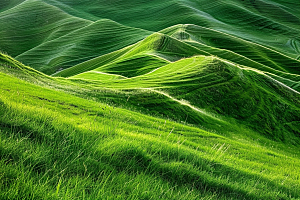 草地绿色风光摄影图