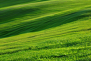 草地绿色风景摄影图