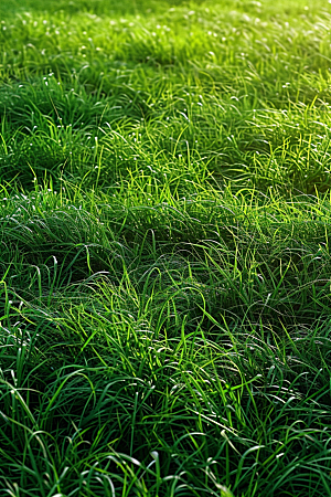 草地绿色清新摄影图