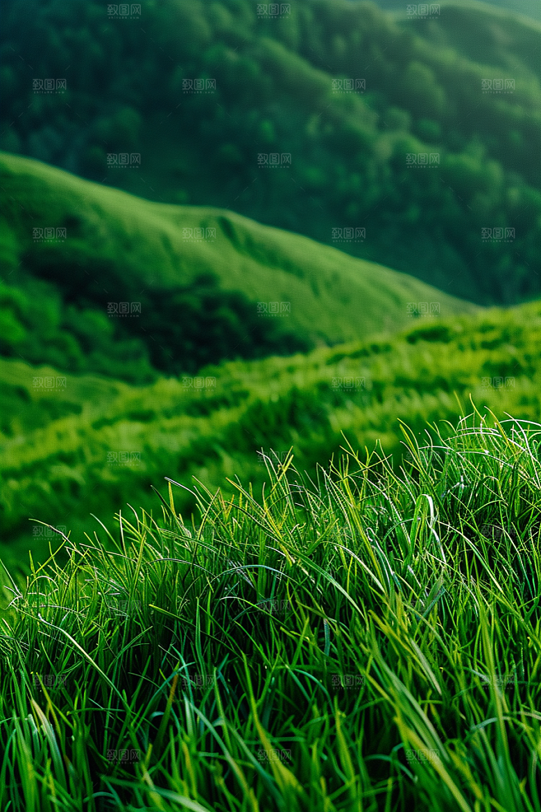草地夏天风景摄影图