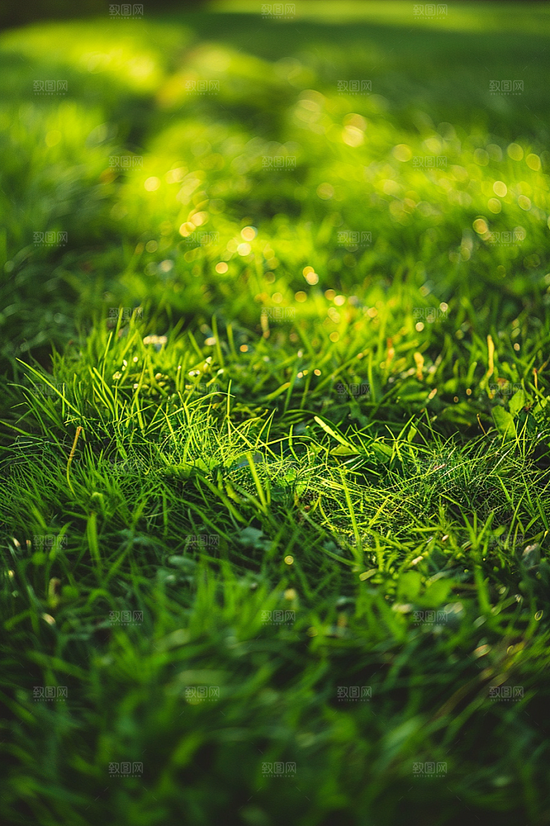 草地清新草原摄影图
