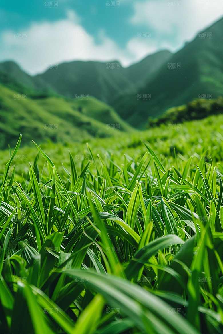 草地高清风景摄影图