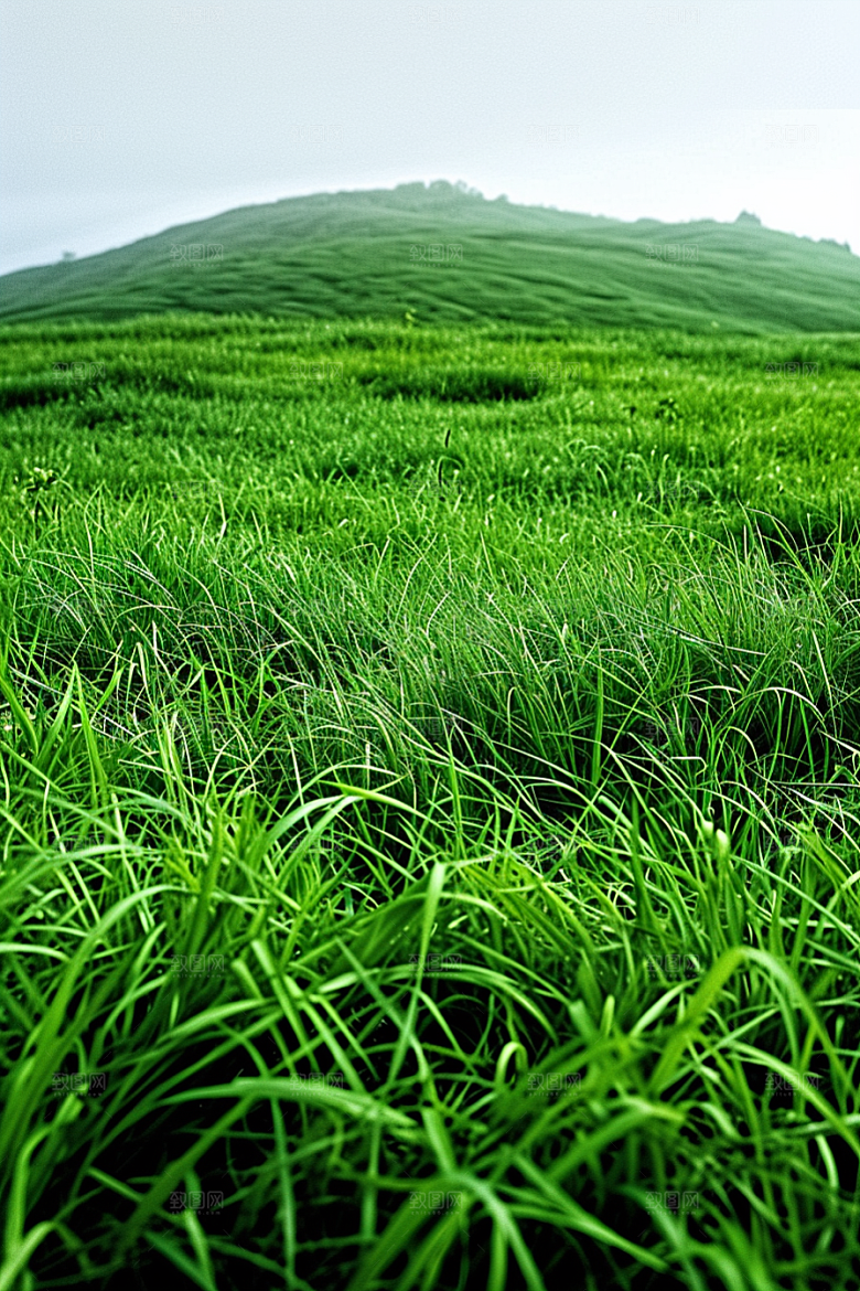 草地原野自然摄影图