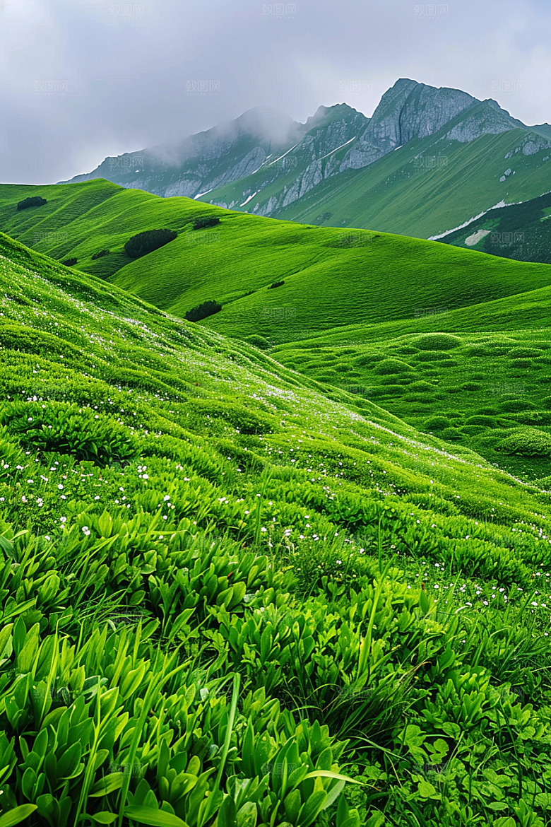 草地风光风景摄影图
