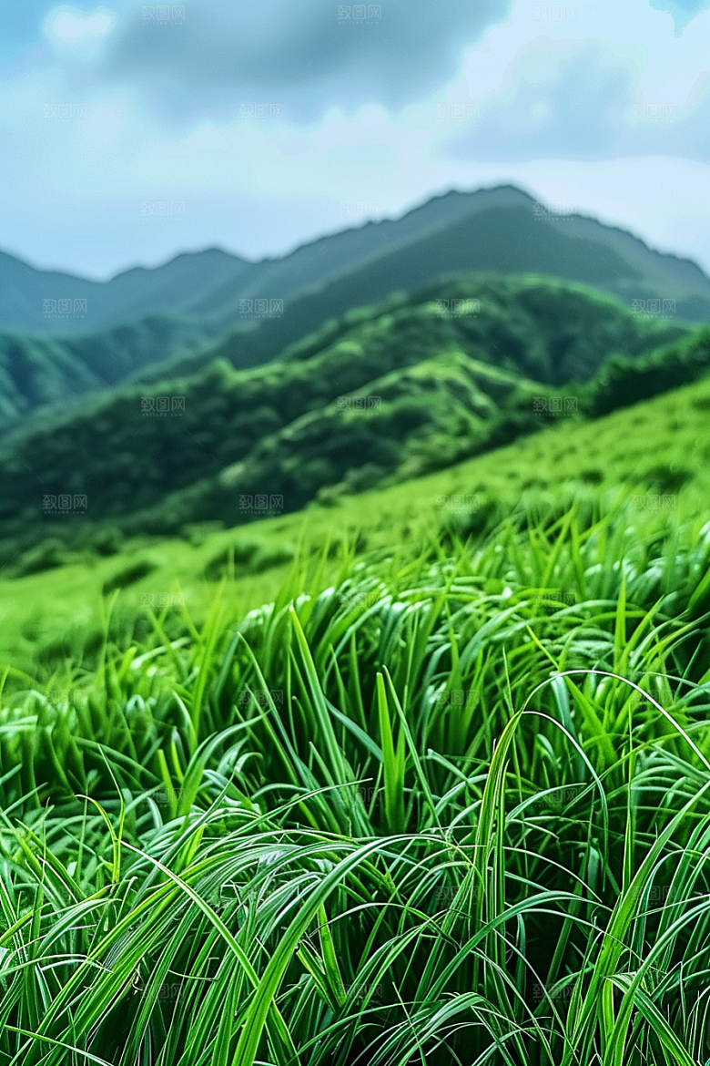 草地高清清新摄影图