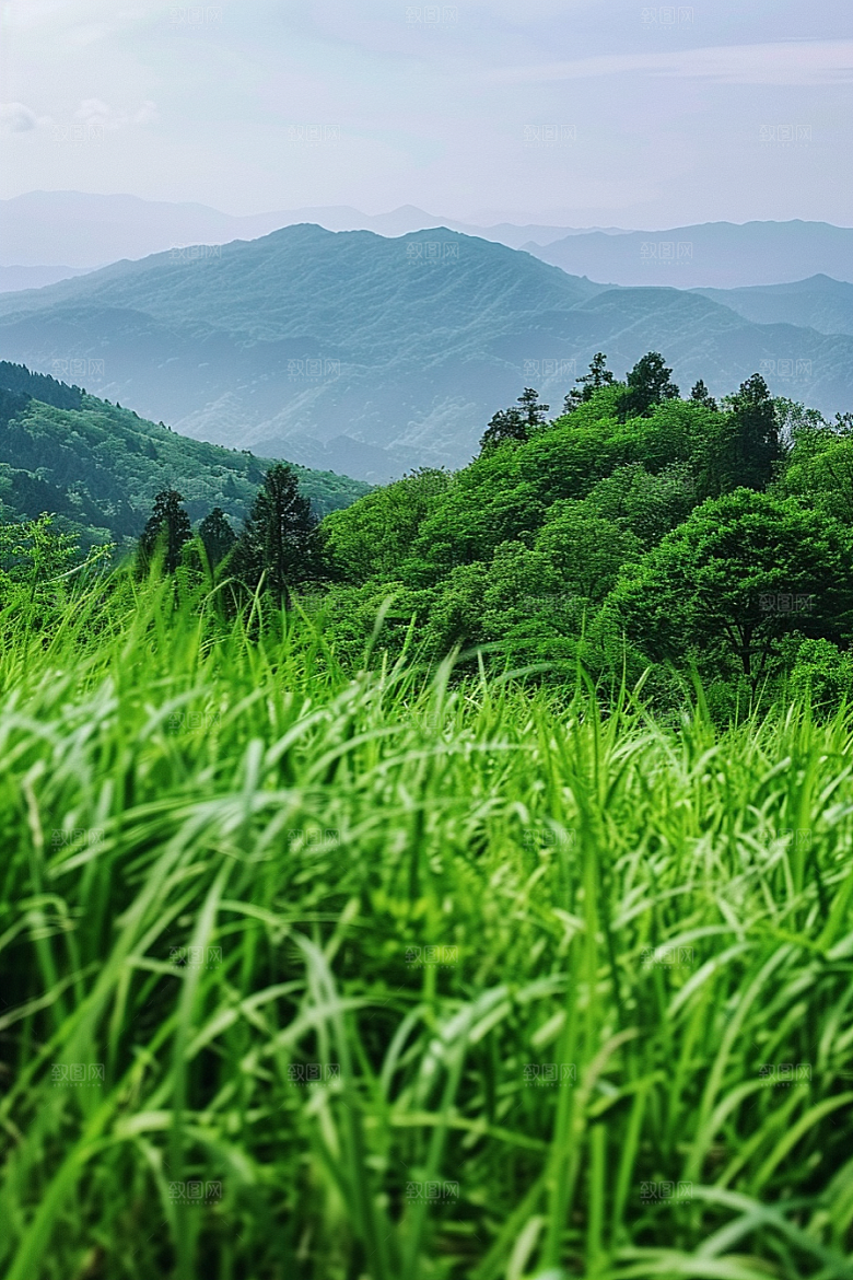 草地自然清新摄影图