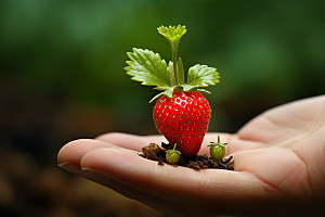 草莓水果农业微距小人