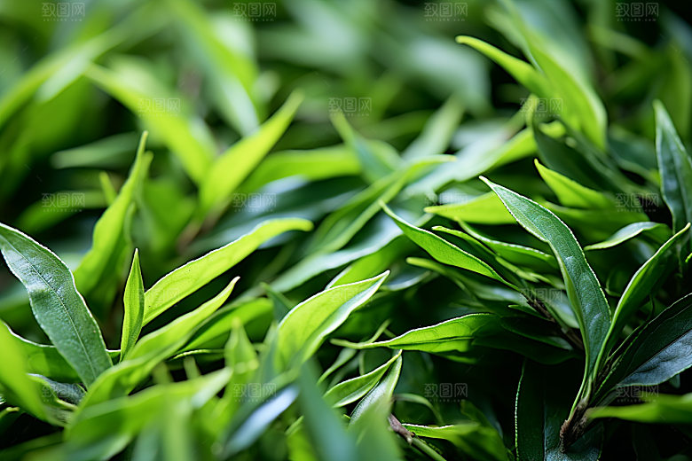 茶叶新茶茶山摄影图