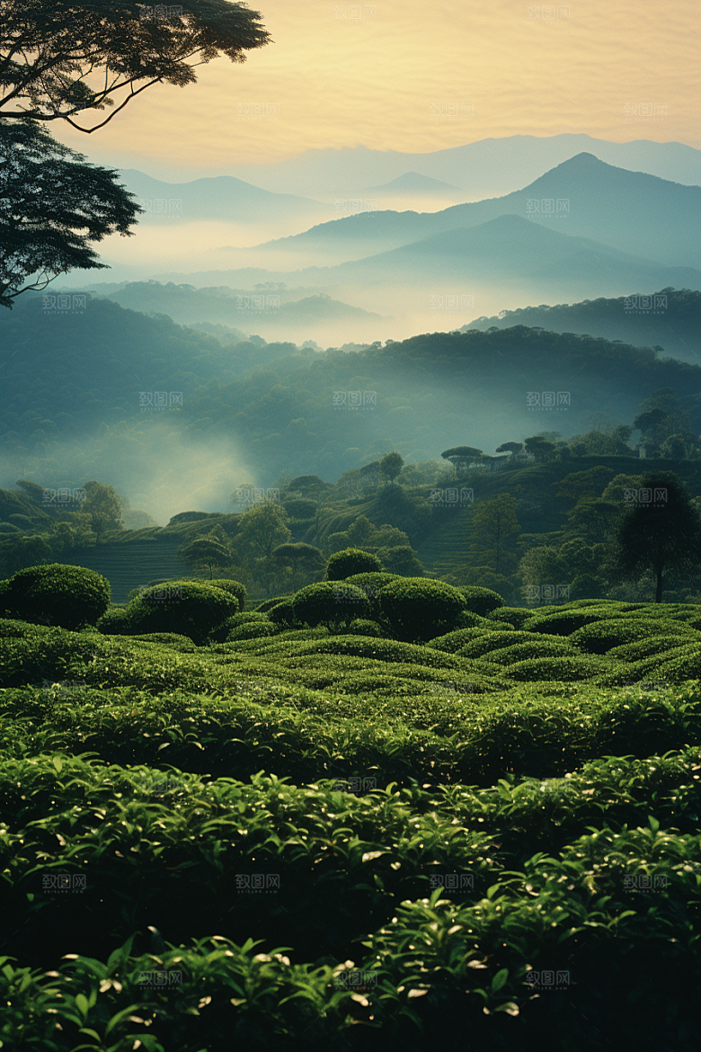 茶叶春天茶园摄影图