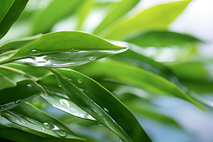 茶叶清明谷雨自然摄影图