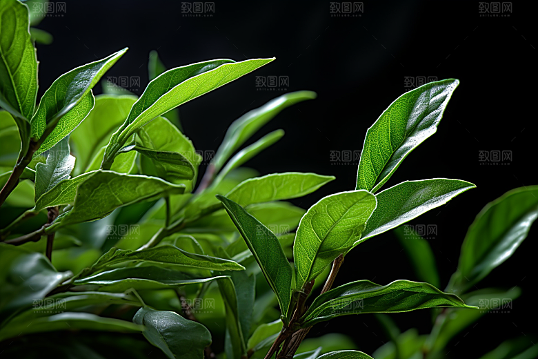 茶叶春茶清新摄影图