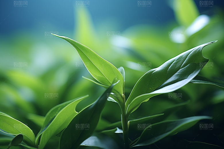 茶叶春季新茶摄影图