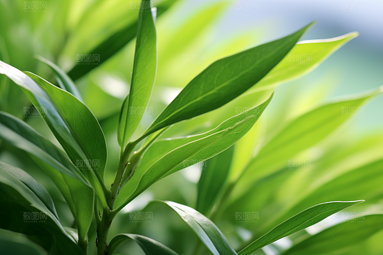茶叶茶园清明谷雨摄影图